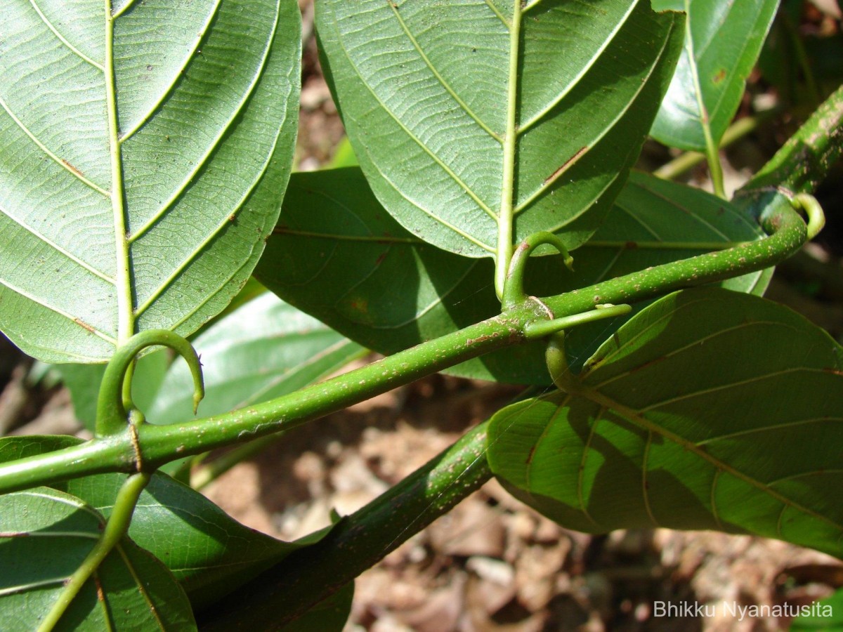 Uncaria elliptica R.Br. ex G.Don